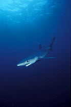 Great blue shark (Prionace glauca) off California, USA.