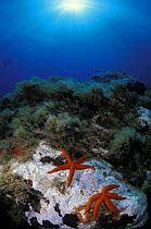 Two starfish on the sea bed, off Scilla at the entrance of the Messina Straits at the tip of Calabria, Italy.