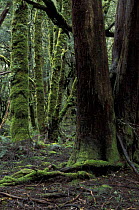 Moss covered trees in Cradle Mountain National Park, part of the Tasmanian Wilderness World Heritage Area, Tasmania, Australia