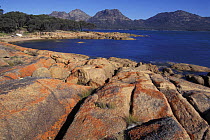 Red lichen on the rocks at Coles Bay with the Hazards mountains beyond. Freycinet Peninsula, Freycinet National Park, Tasmania, Australia.
