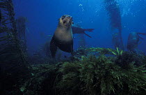 Seals in kelp at Eaglehawk Neck, Tasmania, Australia.