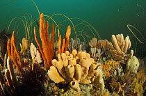 Colourful sponges and sea whips, Tasmania, Australia.