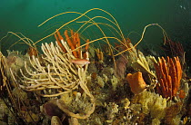 Colourful sponges and sea whips with a fish, Tasmania, Australia.