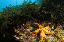 Starfish on seabed, Tasmania, Australia.