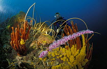 Diver with colourful sponges, whip corals and pink jewel anemones, Tasmania, Australia.