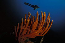 Orange finger sponge (Neoesperiopsis rigida) and silhouette of diver, Tasmania, Australia.