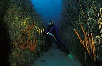 A scuba diver exploring underwater with Whip corals (Gorgonacea sp) and Orange finger sponges (Neoesperiopsis rigida), Tasmania, Australia