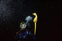 Diver with a Potbelly seahorse (Hippocampus bleekeri) at night, Tasmania, Australia