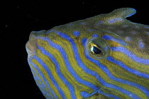 Close-up of a male Shaw's cowfish (Arcana aurita) face, Bicheno, Tasmania, Australia. ^^^The males are yellow with blue stripes and spots while the females are yellow and black.