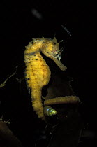 Potbelly seahorse (Hippocampus bleekeri), one of the largest species of seahorses, attached to kelp, Tasmania, Australia
