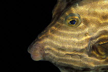 Close-up of a female Shaw's cowfish (Arcana aurita) face, Bicheno, Tasmania, Australia. ^^^The males are yellow with blue stripes and spots while the females are yellow and black.