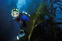 Scuba diver closely examining some Giant string kelp (Macrocystis augustifolia) in the waters of Eaglehawk, Tasmania, Australia