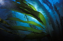 Giant string kelp (Macrocystis augustifolia), Eaglehawk, Tasmania, Australia