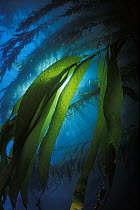 Giant string kelp (Macrocystis augustifolia), Eaglehawk, Tasmania, Australia