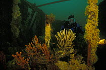 Diver exploring the wreck of the 1057-ton SS Nord which struck Needle Rock in Munro's Bight off the Tasman Peninsula in 1915, with corals and sponges in the foreground, Tasmania, Australia