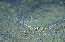 Elongate flounder (Ammotretis elongatus), Tasmania, Australia.