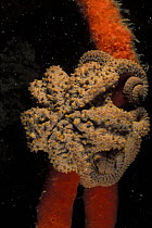 Basket star (Concocladus australis), on top of an Orange finger sponge (Neoesperiopsis rigida), Bicheno, Tasmania, Australia