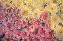 Pink and yellow Jewel anemones (Corynactis viridis), Tasmania, Australia