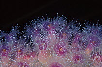 Macro shot of the flower like polyps of Jewel anemones (Corynactis viridis), Tasmania, Australia