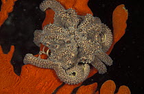 Basket star (Concocladus australis), on top of an Orange finger sponge (Neoesperiopsis rigida), Bicheno, Tasmania, Australia