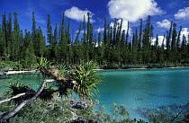 Saltwater lagoon at Baie D'Oro on the Ile des Pins (Isle of Pines / Kanak). Captain Cook named the island after seeing the tall native pines (Araucaria columnaris), Grande Terre, New Caledonia, Melane...