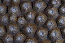 Close-up of stony / hard coral, New Caledonia, Melanesia.
