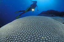 Diver over large madrepora hard coral off Ile des Pins (Isle of Pines), New Caledonia, Melanesia.