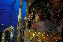 Giant moray eel (Gymnothorax javanicus) Halaveli wreck, Halaveli, Maldives.