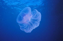 Jellyfish (Netrostoma sp.), Maldives.