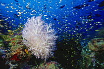 Coral reef scene in tropical waters of the Maldives.