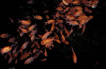 Whitetip soldier fishes (Myripritis vittata) in cavern, Maldives.