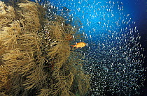 White tipped soldier fishes (Myripritis vittata), black coral and glassfish, Maldives.