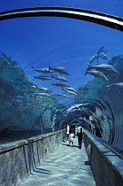 Predator Lagoon aquarium tunnel, Atlantis, Paradise Island, Bahamas.