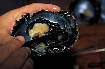 Black lipped pearl oyster (Pinctada margaritifera) that produces the Polynesian black pearl, French Polynesia.