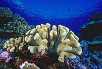 Cauliflower coral (Pocillopora sp), Polynesia.