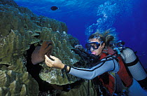 Scuba diver touching a Giant moray eel (Gymnothorax javanicus), Bora Bora, French Polynesia