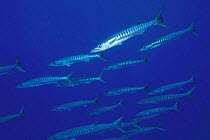 Shoal of barracuda (Spyrena sp), French Polynesia
