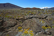 Pahoehoe lava near "Formica Leo" crater, Piton de la Fournaise volcano, La Réunion, Indian Ocean.
