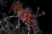 Shrimp (Saron sp), La Réunion, Indian Ocean