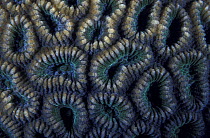 Macro image of a hard coral / stony coral (Faviidae sp), La Réunion, Indian Ocean