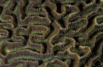 Macro image of a hard coral / stony coral (Faviidae sp), La Réunion, Indian Ocean
