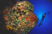 Diver above a rock covered by different types of colourful encrusting sponges and sea urchins, Gozo, Malta. Model released.