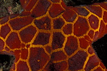 Close-up of the pattern on a starfish (Asteroidea sp), New South Wales, Australia