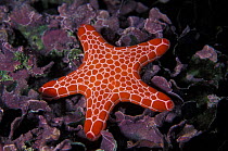 A red starfish (Asteroidia sp) sitting on a bed of purple sponges, New South Wales, Australia