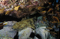 Wobbegong shark / Carpet shark (Orectolobus sp) under a rock, with shoal of fish, Australia