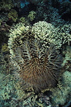 Crown-of-thorns starfish (Acanthaster planci) eating a coral, Great Barrier Reef, Australia