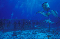 Divers in a shark cage watching Grey reef sharks (Carcharhinus amblyrhynchus), Flinders reef, Australia
