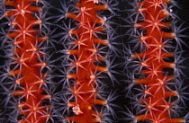 Detail of a Gorgonian sea fan (Gorganacea sp.) structure, Great Barrier Reef, Australia