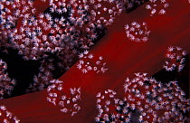 Close-up of a soft coral branch (Dendronephthya sp.), Great Barrier Reef, Australia