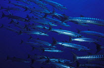 Shoal of barracudas (Sphyraena sp.), Flinders Reef, Australia.